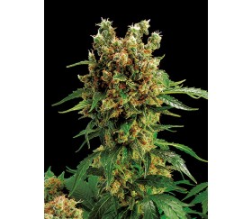 California Hashplant Dinafem Seeds