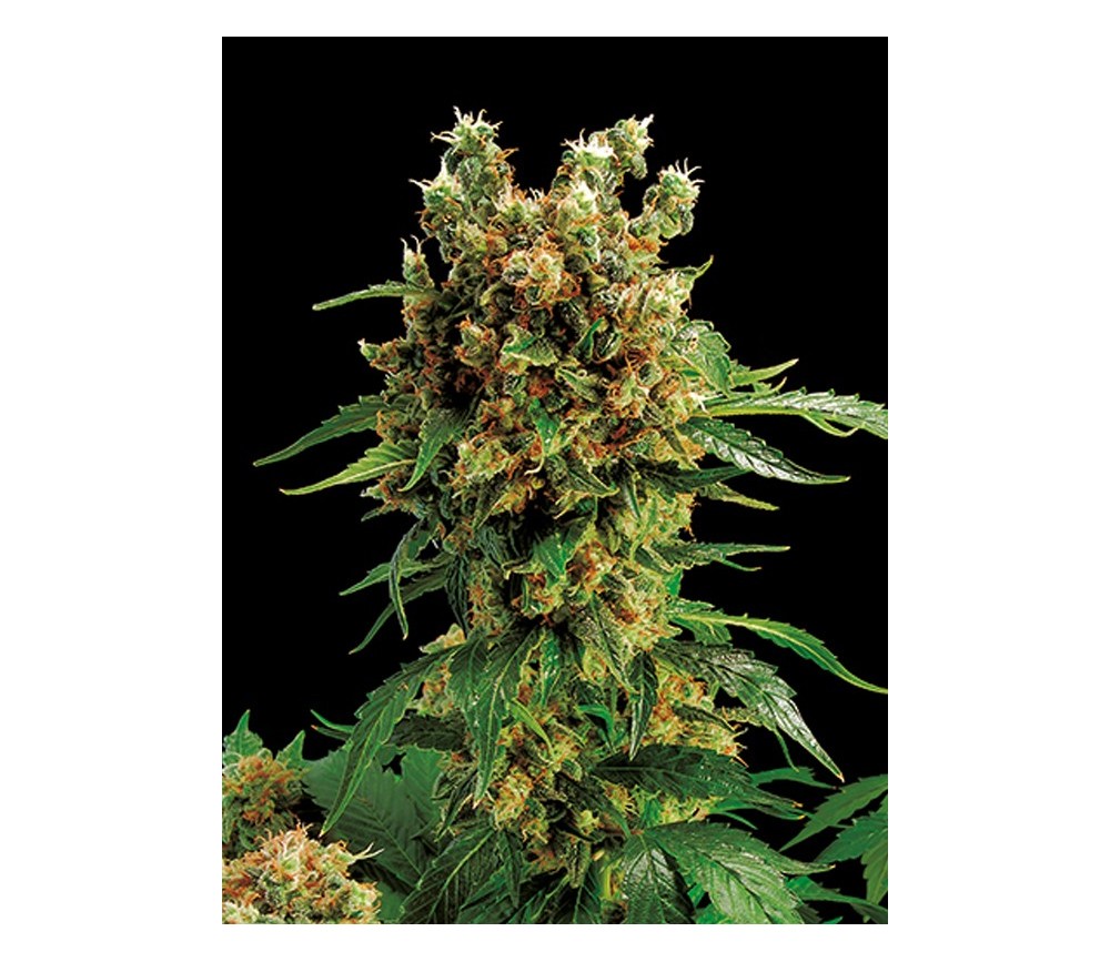 California Hashplant Dinafem Seeds