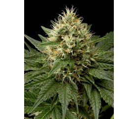 Dinachem Dinafem Seeds