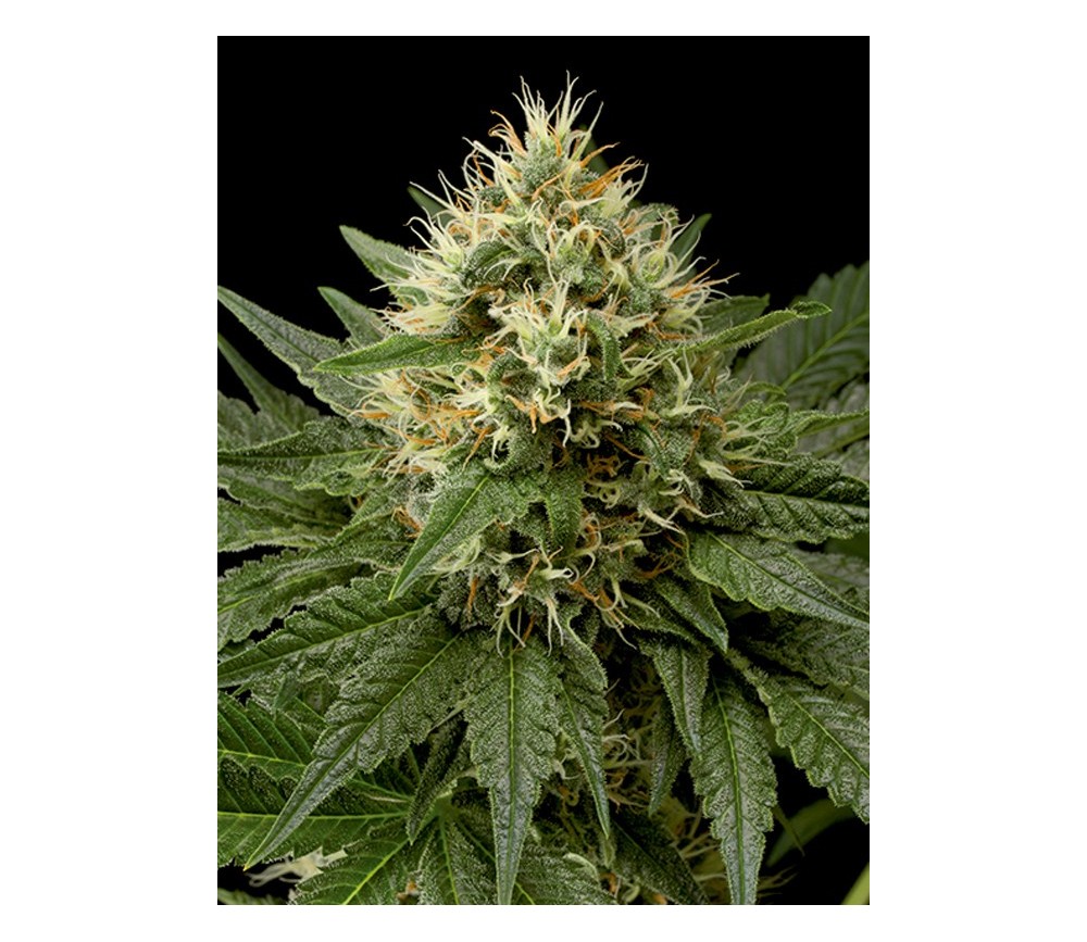 Dinachem Dinafem Seeds