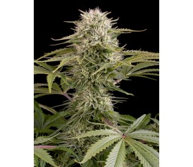 Kush n Cheese Dinafem Seeds