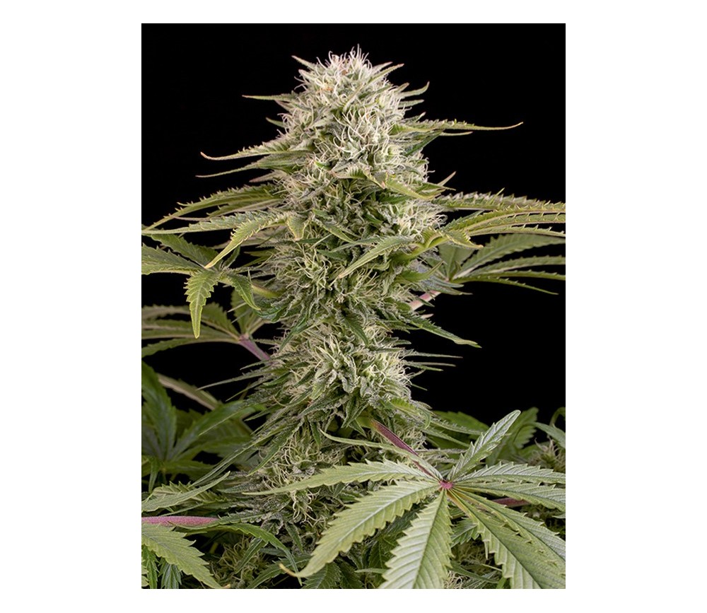 Kush n Cheese Dinafem Seeds