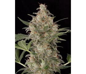 Cheese Auto Dinafem Seeds