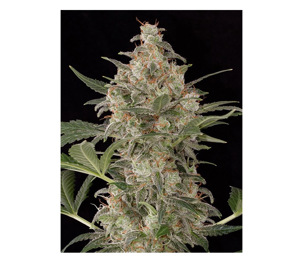 Cheese Auto Dinafem Seeds