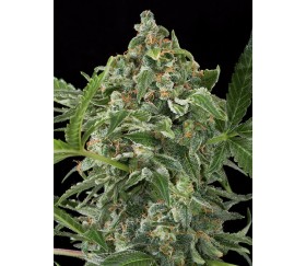 White Cheese Auto Dinafem Seeds