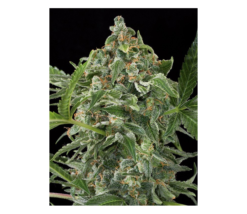 White Cheese Auto Dinafem Seeds