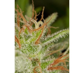 Critical Dinafem Seeds