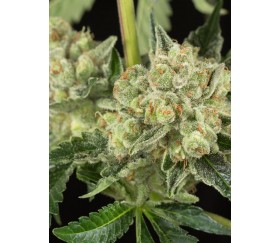 OG Kush Dinafem Seeds