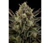 White Widow Dinafem Seeds