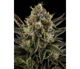 White Widow Dinafem Seeds