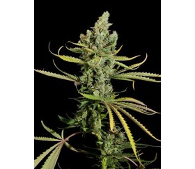 Cheese Dinafem Seeds