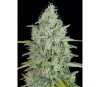 Critical Jack Dinafem Seeds