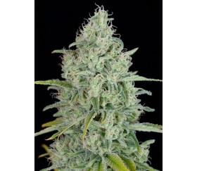 Critical Jack Dinafem Seeds