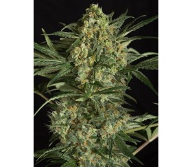 Critical 2.0 Dinafem Seeds