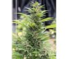 Diesel Dinafem Seeds