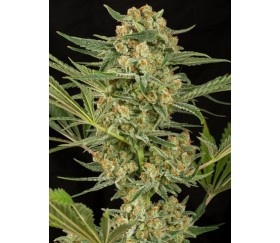 Critical Cheese Dinafem Seeds