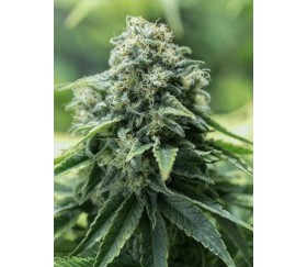 Critical Mass CBD Dinafem Seeds