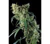 Super Silver Dinafem Seeds