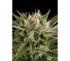 Blue Cheese Dinafem Seeds