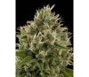 Industrial Plant Dinafem Seeds