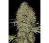 SUPER BUD AUTO