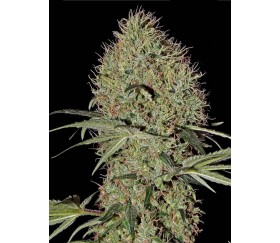 SUPER BUD AUTO