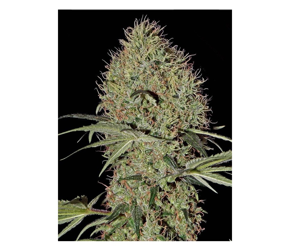 SUPER BUD AUTO