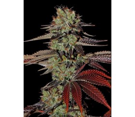 King's Kush Auto - Gewächshaus Seeds