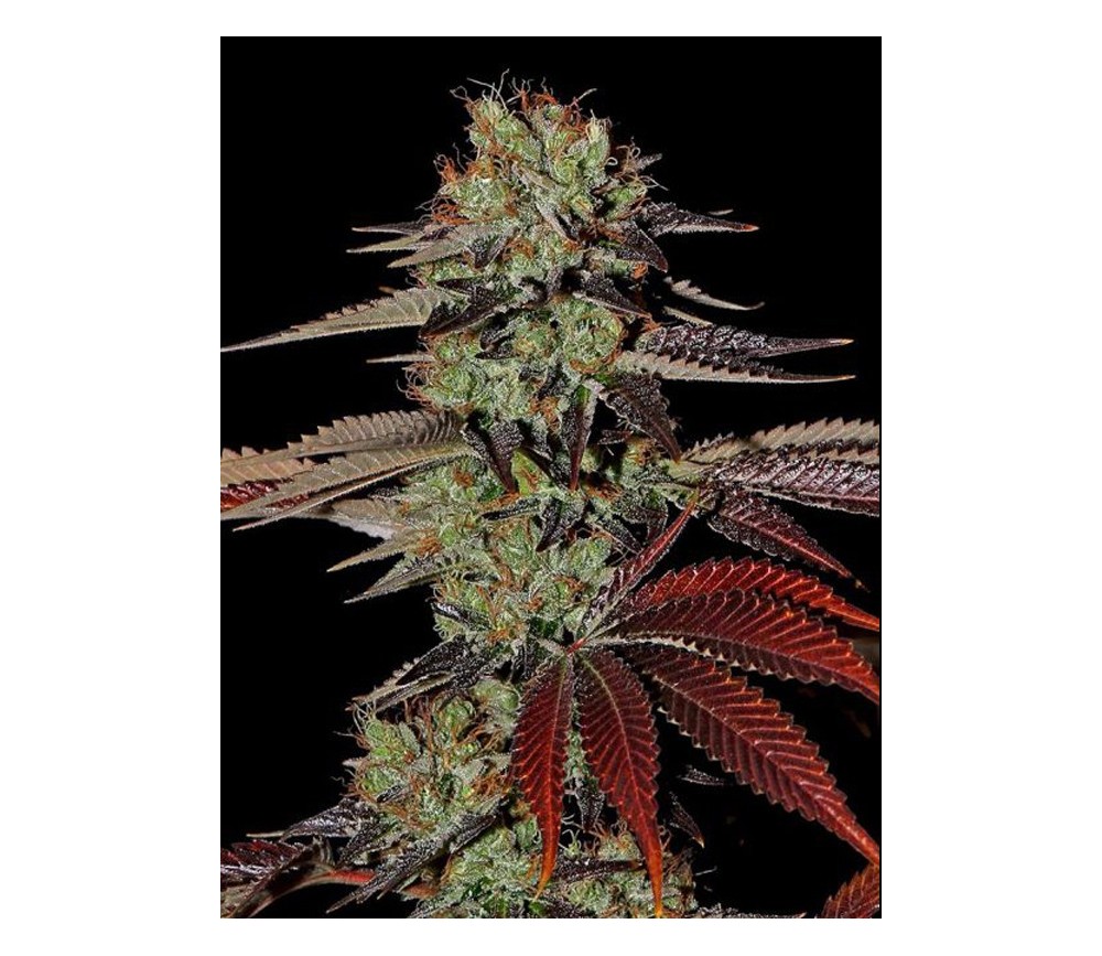 King's Kush Auto - Green House Seeds