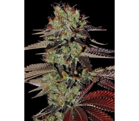 King's Kush Auto - Green House Seeds