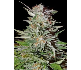 Super Lemon Haze Auto - Green House Seeds