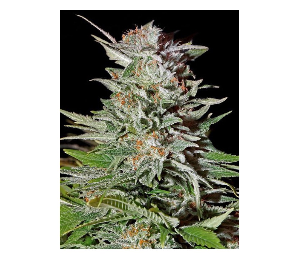 Super Lemon Haze Auto - Green House Seeds