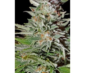 Super Lemon Haze Auto - Green House Seeds