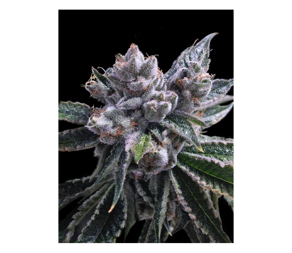 Auto El Fuego DNA Genetics