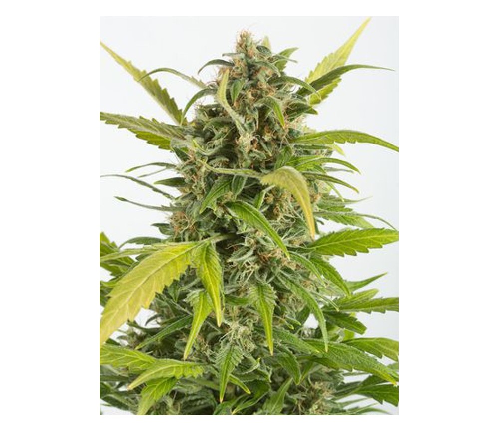 Haze Auto CBD Dinafem Seeds