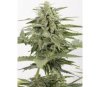 Industrial Plant Auto CBD Dinafem Seeds