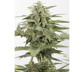 Industrial Plant Auto CBD Dinafem Seeds