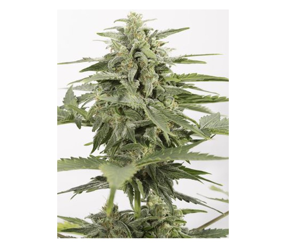 Industrial Plant Auto CBD Dinafem Seeds