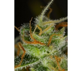 Blue Critical Auto Dinafem Seeds