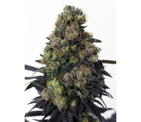 Acid Dough Ripper Seeds