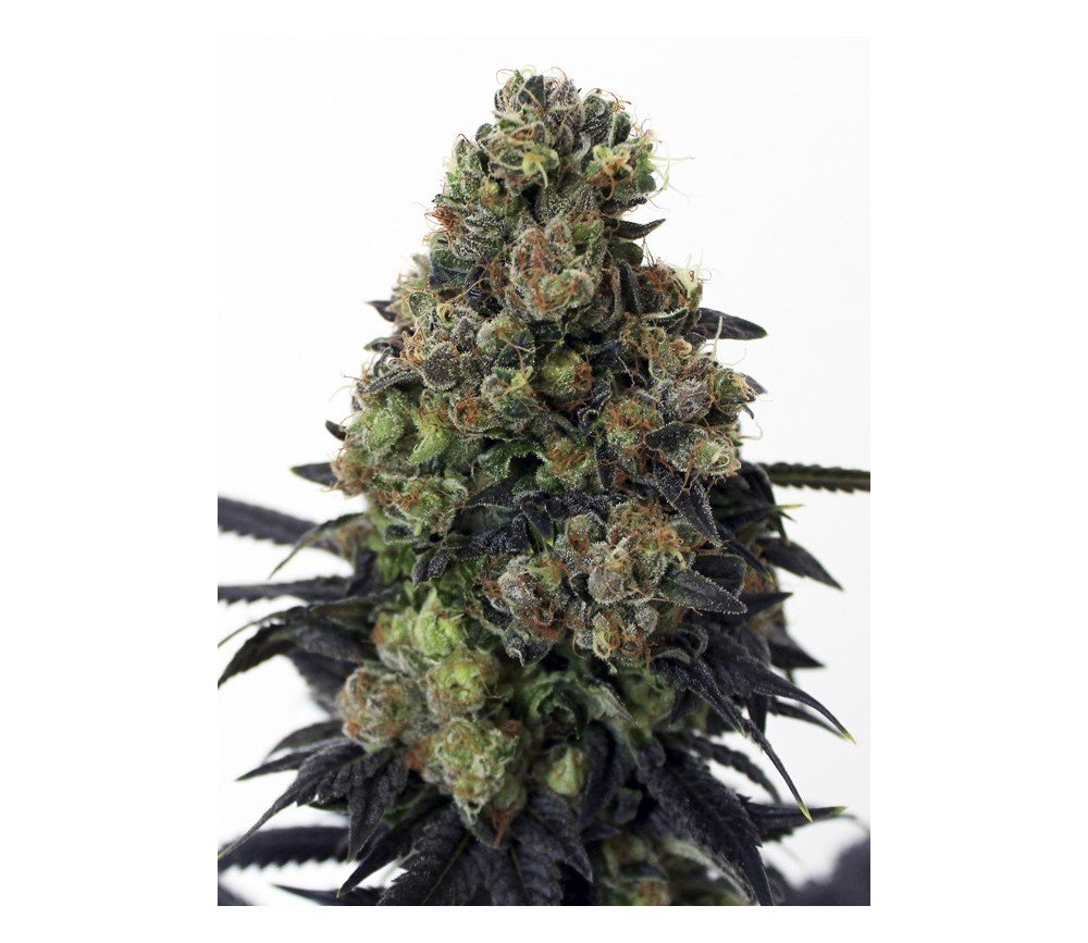 Acid Dough Ripper Seeds