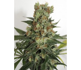 Fuel OG Ripper Seeds