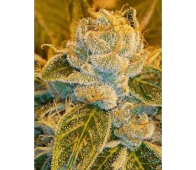 Sour Ripper - Ripper Seeds