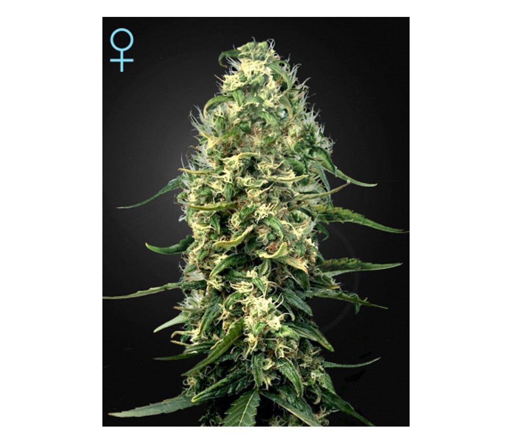 Super Silver Haze CBD - Green House Seeds