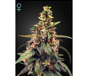 Great White Shark CBD - Green House Seeds