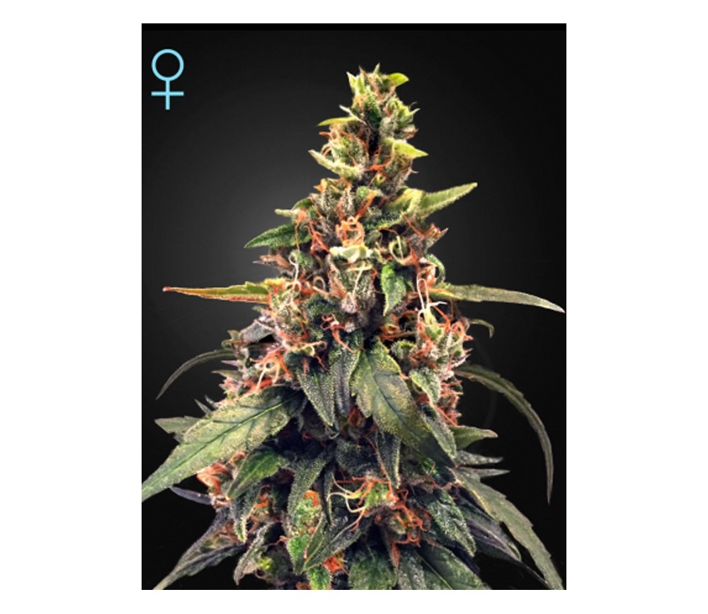 Great White Shark CBD - Green House Seeds