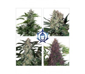 Assorted Auto - Buddha Seeds