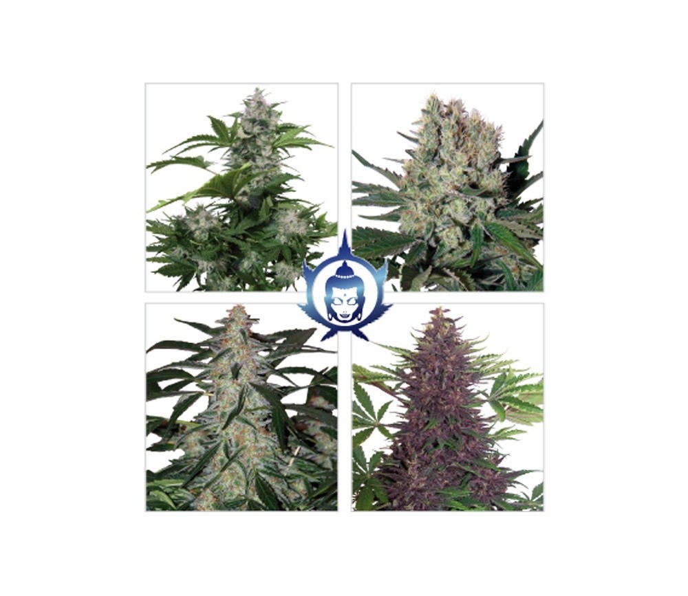 Assorted Auto - Buddha Seeds