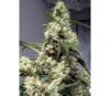 Quasar - Buddha Seeds