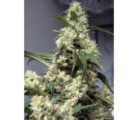 Quasar - Buddha Seeds
